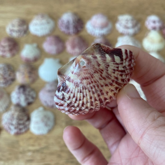 Calico scallop seashells - Picture 5 of 6